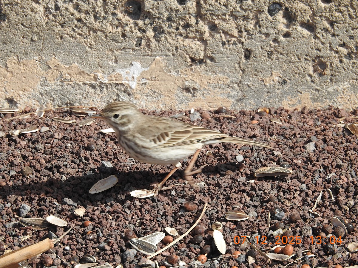 Berthelot's Pipit - ML647094410