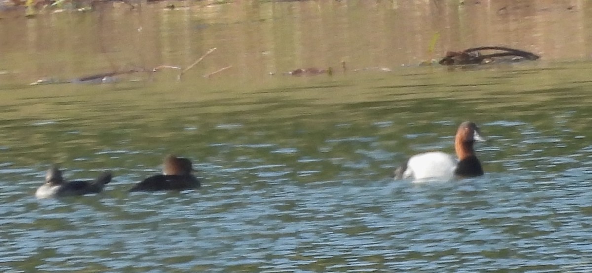 Canvasback - ML647094414