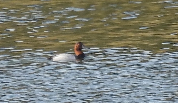 Canvasback - ML647094419