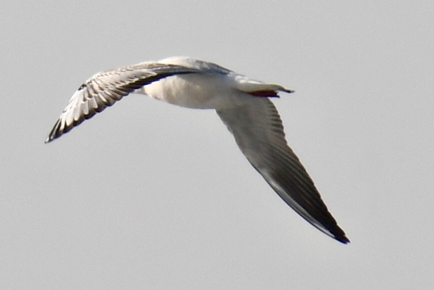 racek chechtavý - ML647094442