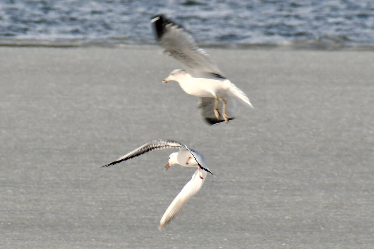 racek chechtavý - ML647094443