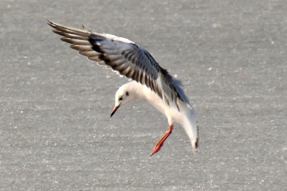 racek chechtavý - ML647094444