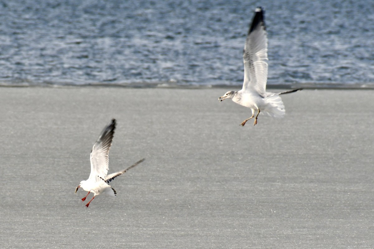 racek chechtavý - ML647094445