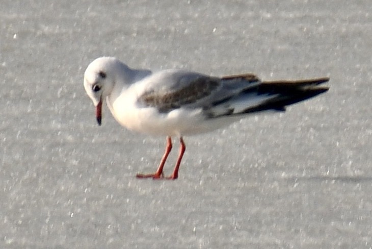 racek chechtavý - ML647094446