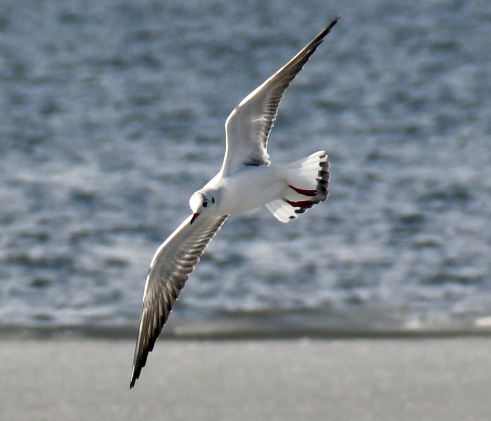 racek chechtavý - ML647094447