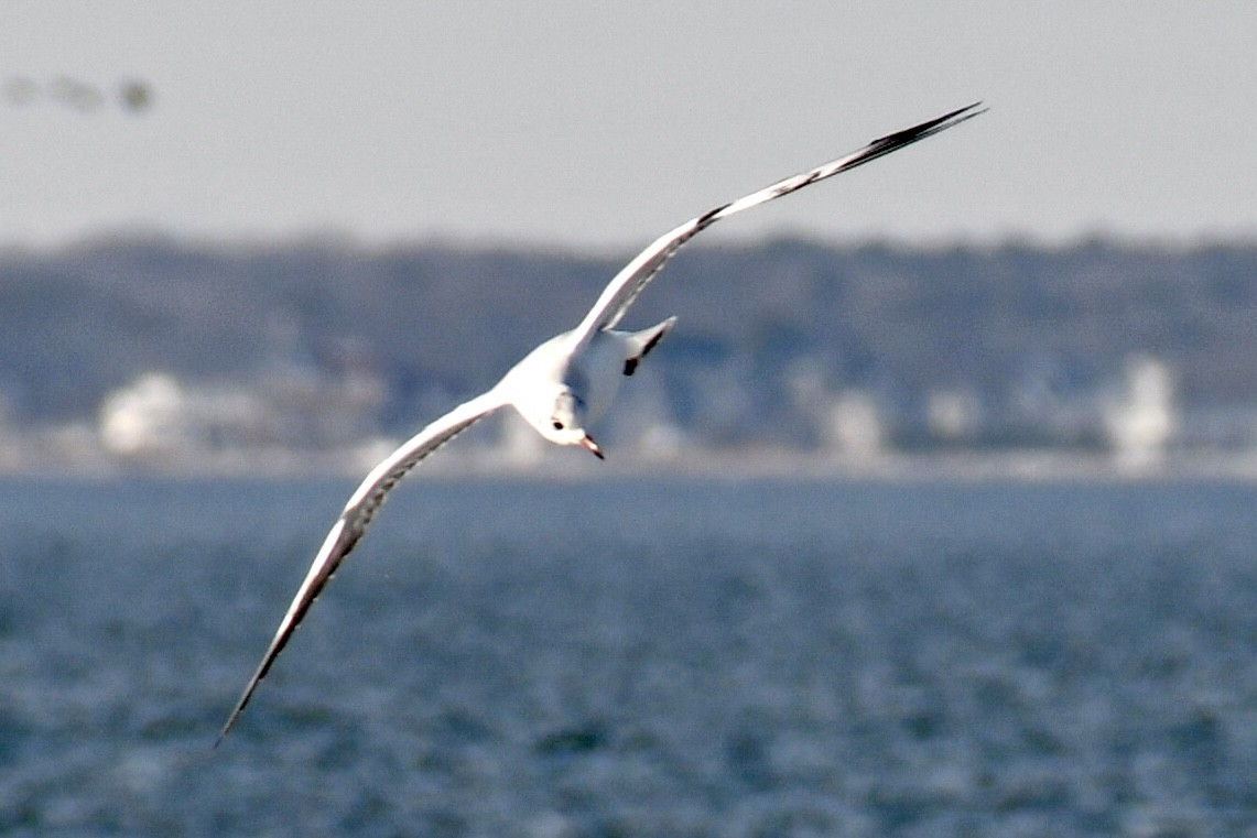 racek chechtavý - ML647094448