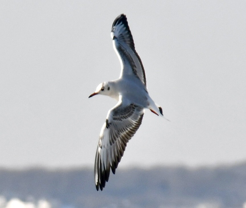 racek chechtavý - ML647094449