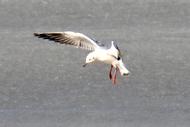 racek chechtavý - ML647094450