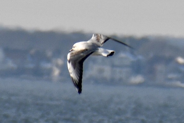 racek chechtavý - ML647094451