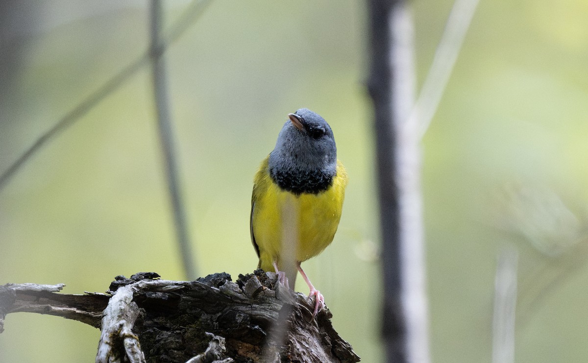 Mourning Warbler - ML647094453