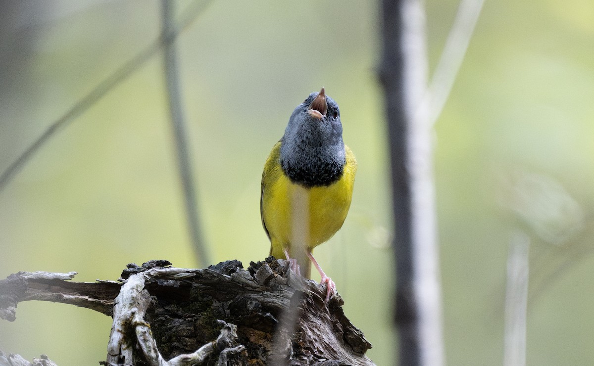 Mourning Warbler - ML647094454