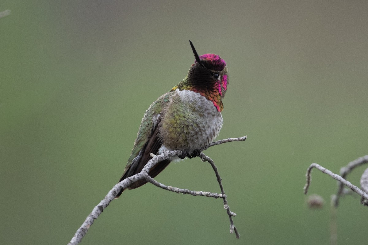 kalypta růžovohlavá - ML647094461