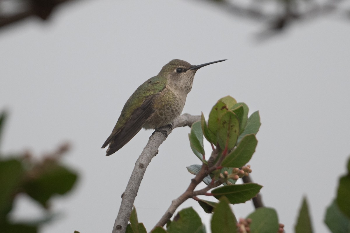 kalypta růžovohlavá - ML647094462