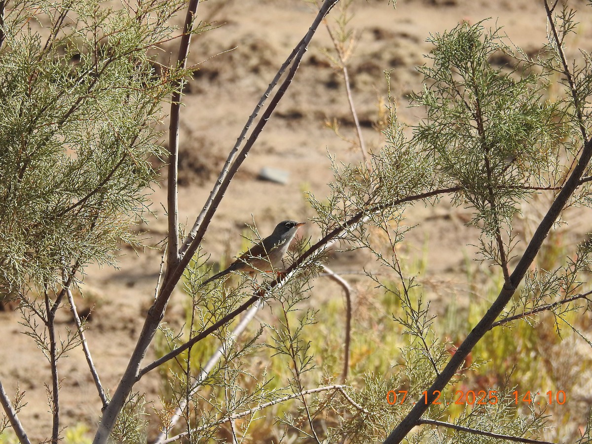 Spectacled Warbler - ML647094463