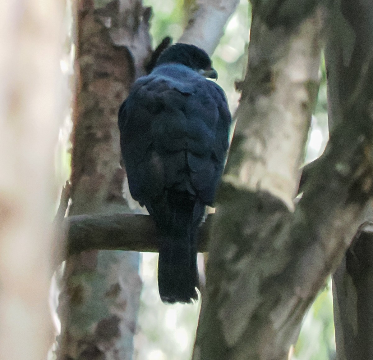 Black Goshawk - ML647094466