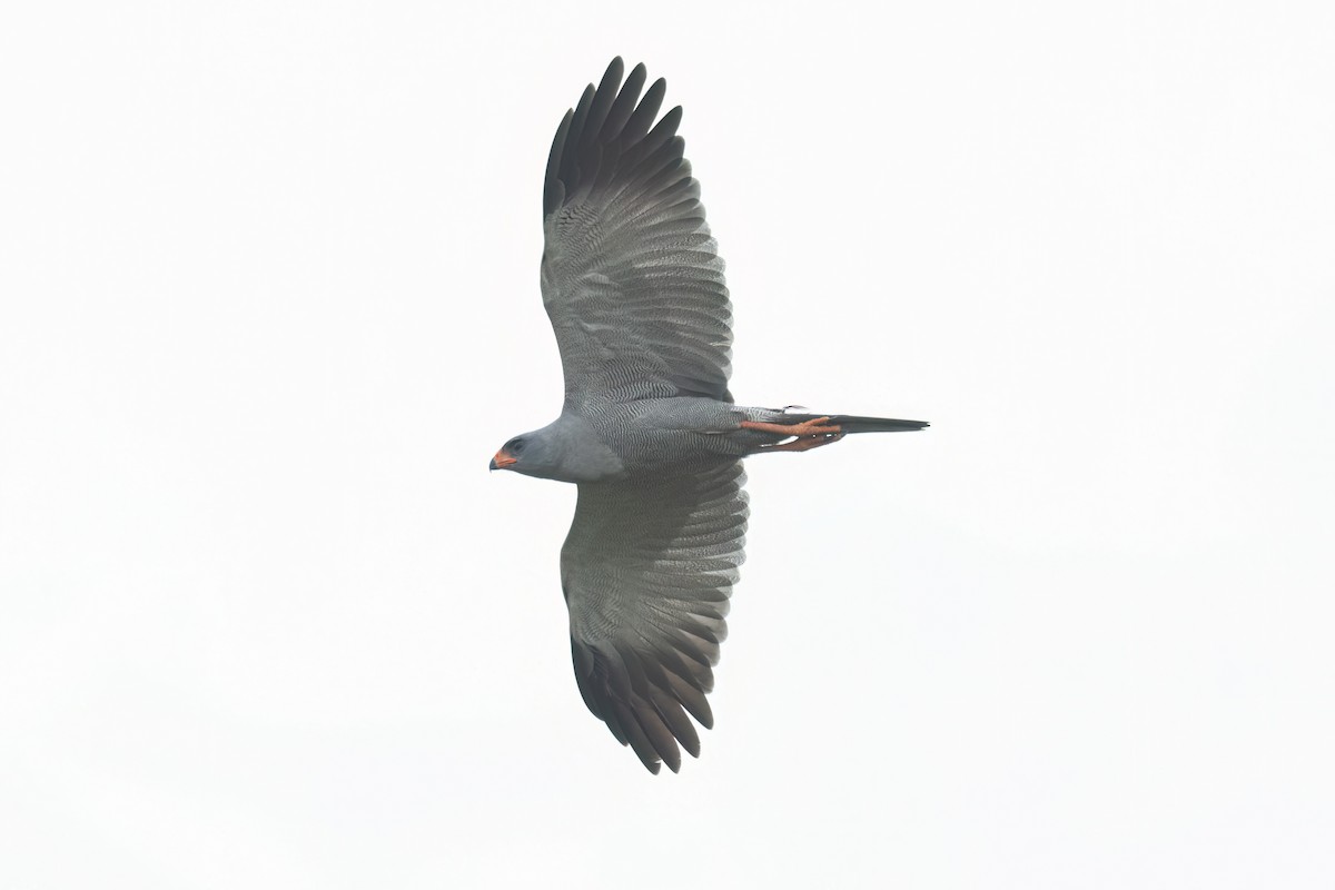 Тёмный певчий ястреб - ML647094475