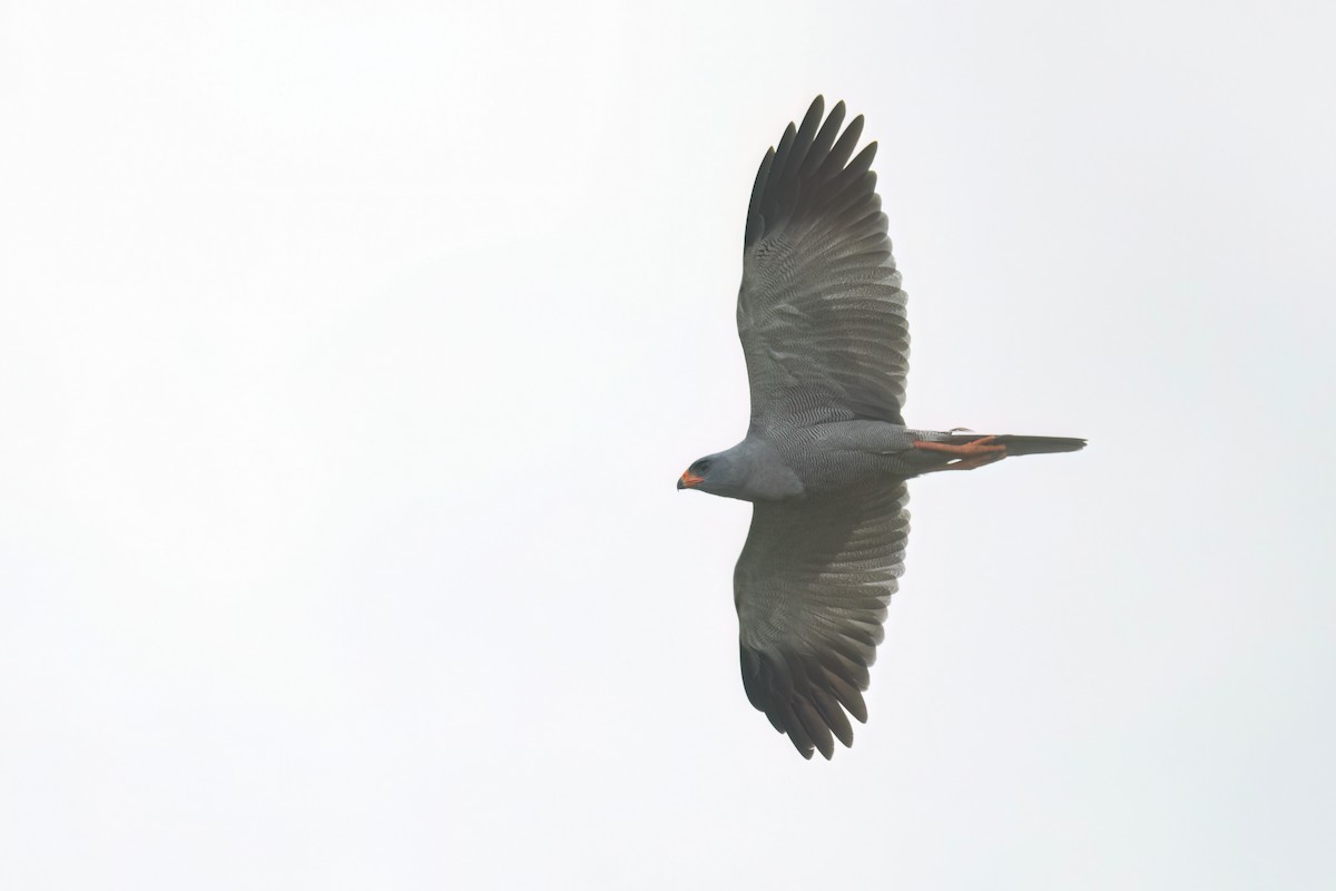 Тёмный певчий ястреб - ML647094476