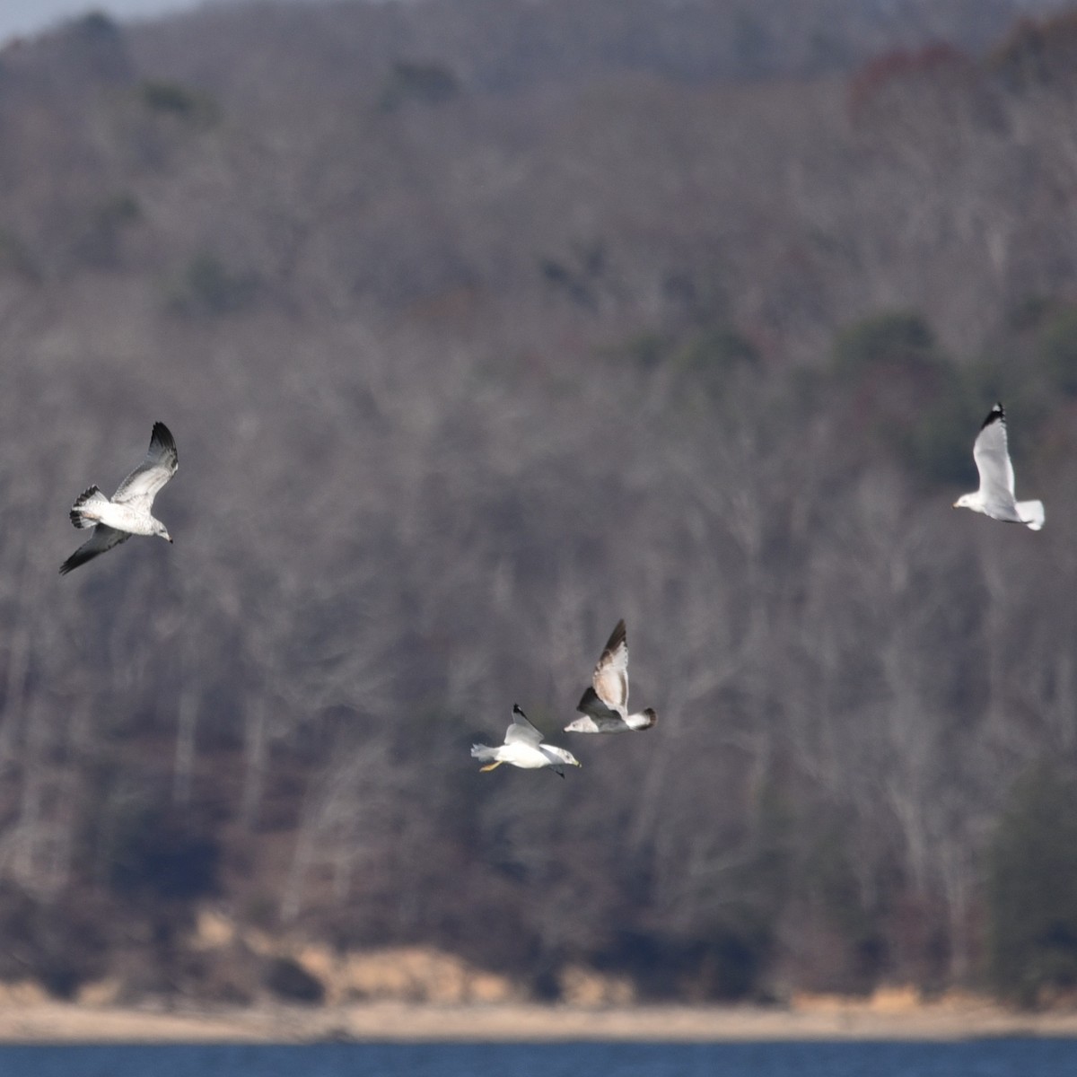 שחף עקוד-מקור - ML647094478