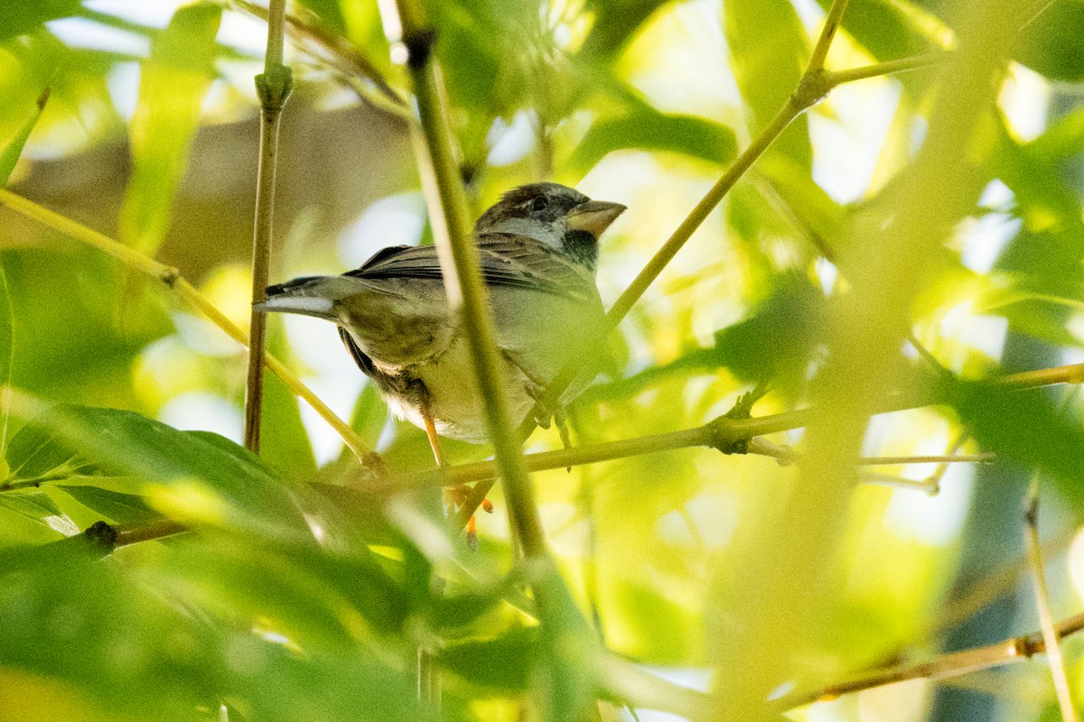 House Sparrow - ML647094480
