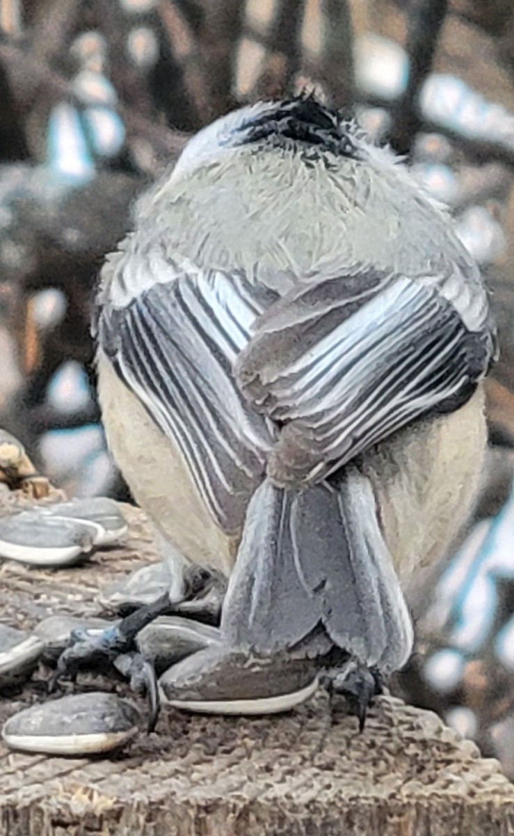 Black-capped Chickadee - ML647094489