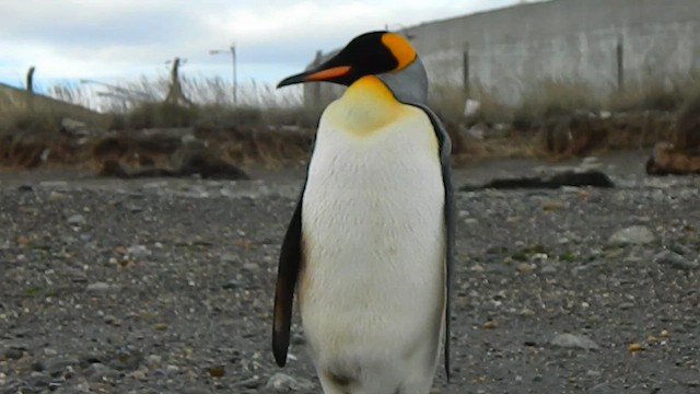 King Penguin - ML647094502