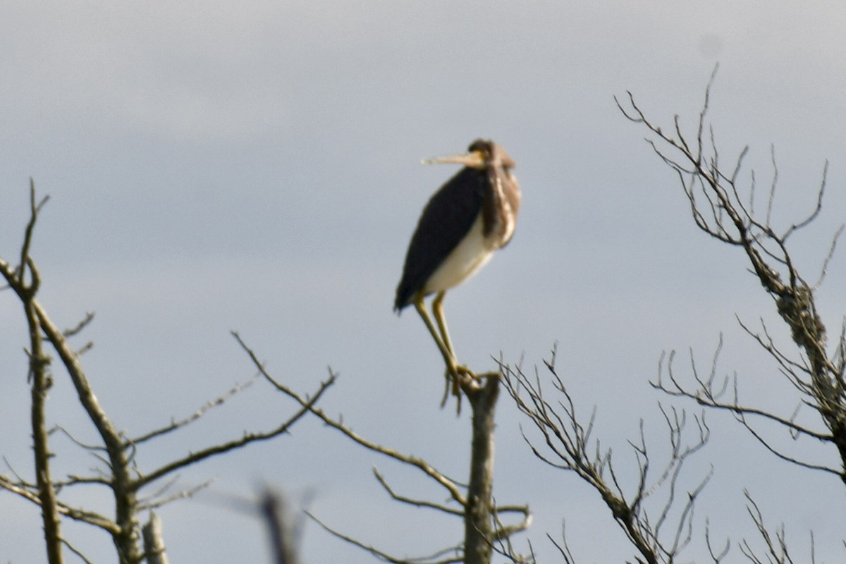 volavka tříbarvá - ML647094514