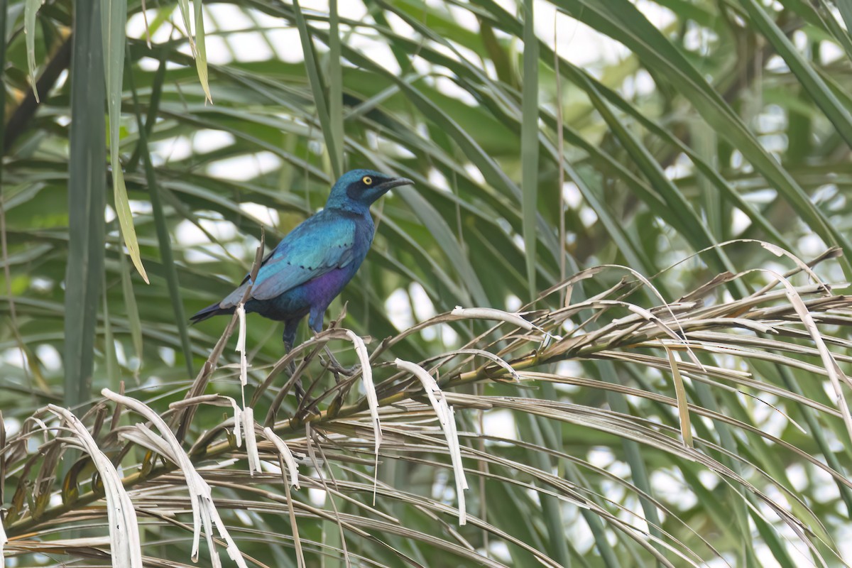 Greater Blue-eared Starling - ML647094531
