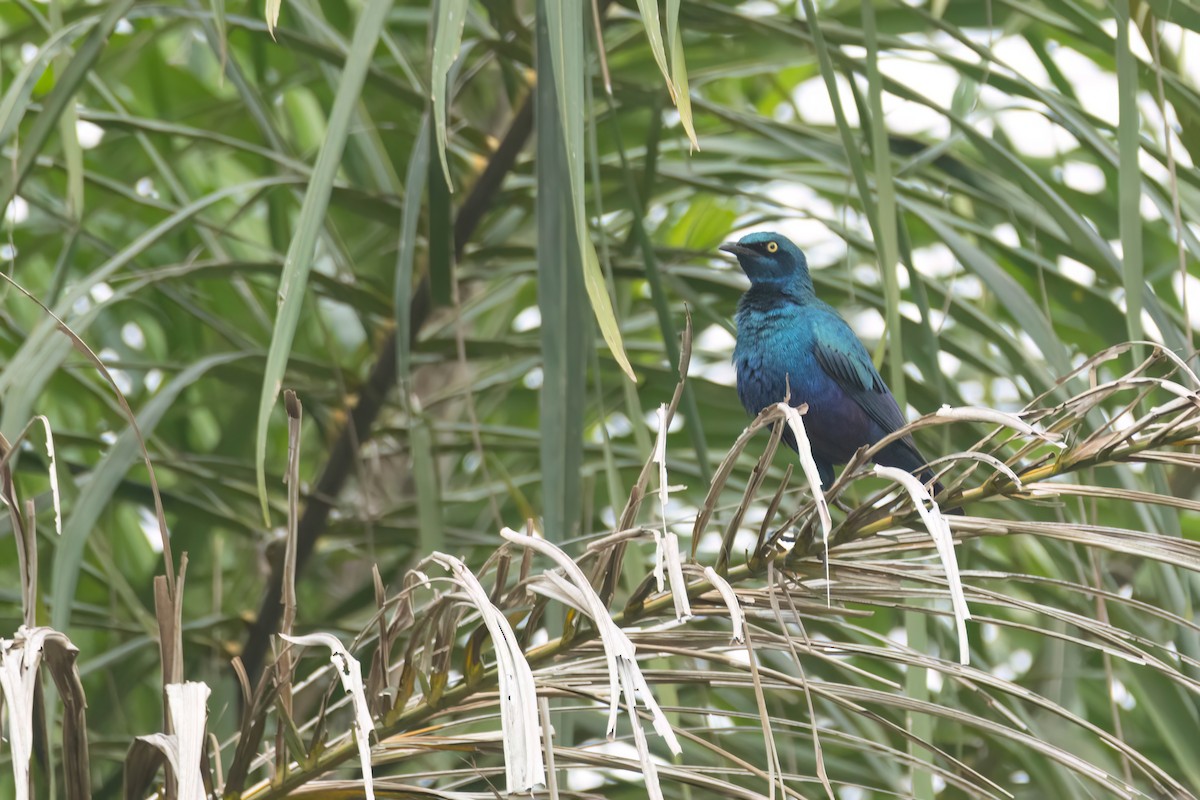 Greater Blue-eared Starling - ML647094532