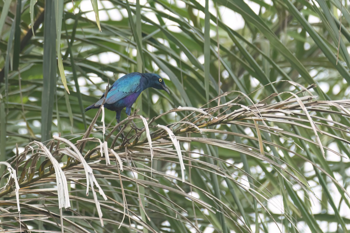 Greater Blue-eared Starling - ML647094533