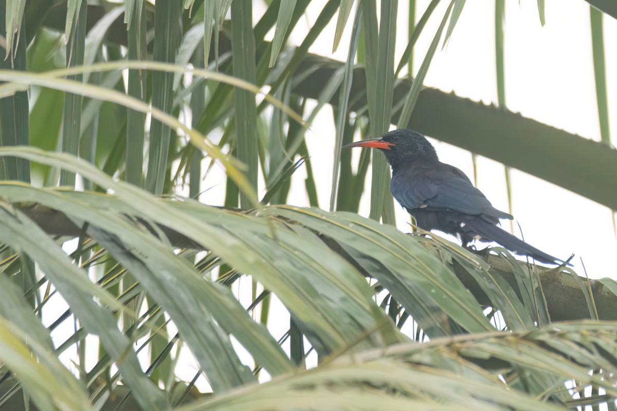 Green Woodhoopoe - ML647094547