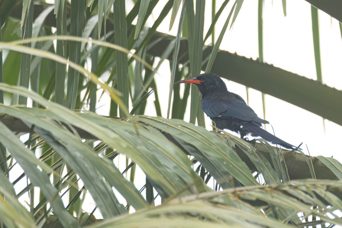 Green Woodhoopoe - ML647094548