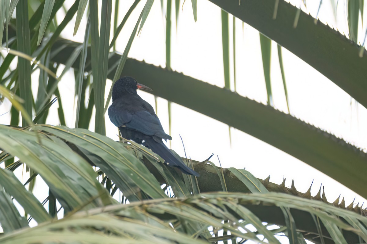 Green Woodhoopoe - ML647094549