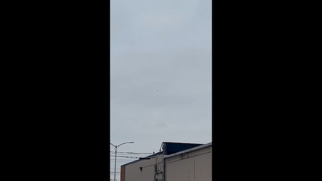 American Crow - ML647094550