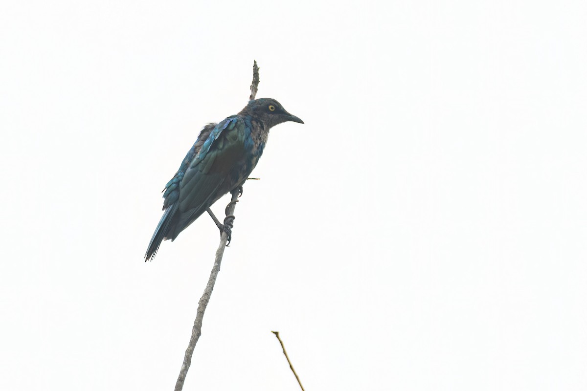 Purple Starling - ML647094566