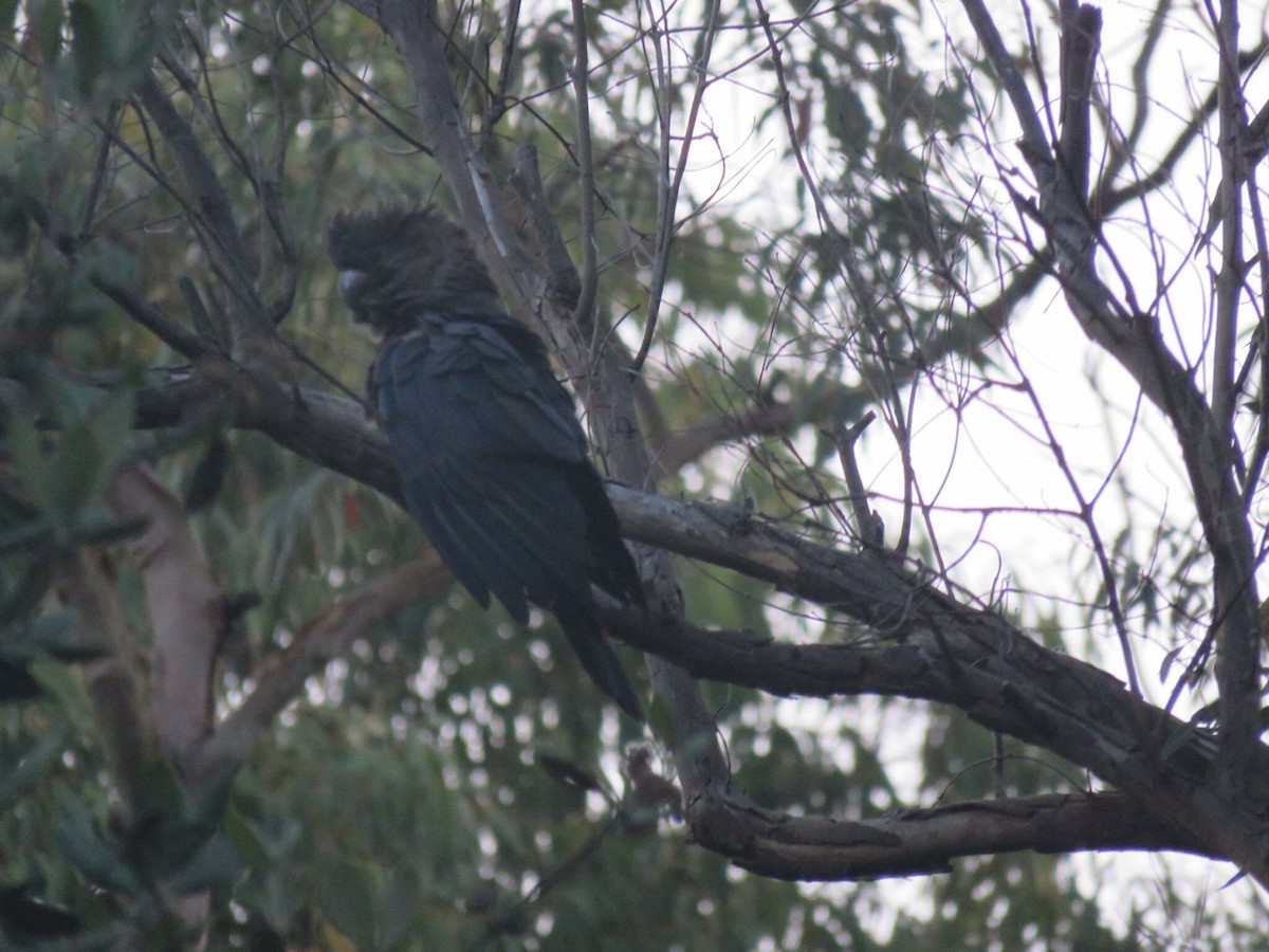 Glossy Black-Cockatoo - ML647094571