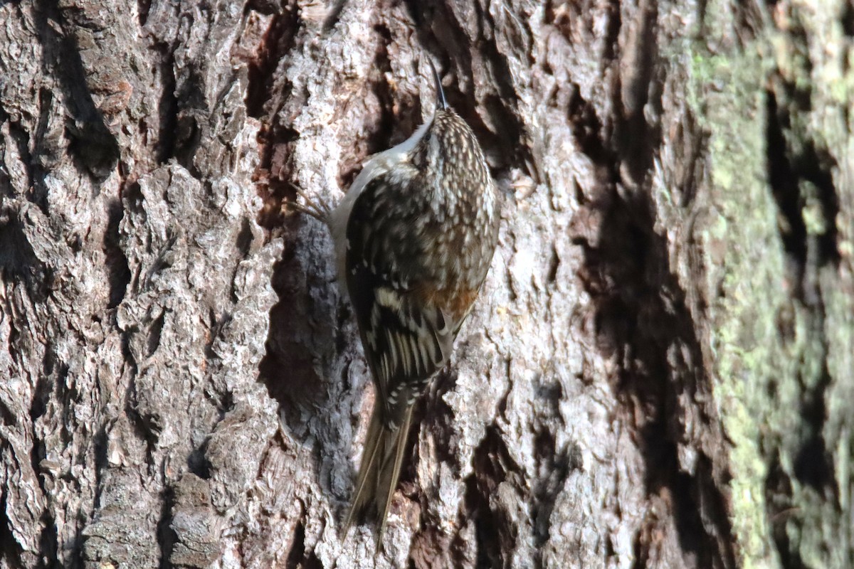 amerikatrekryper - ML647094580