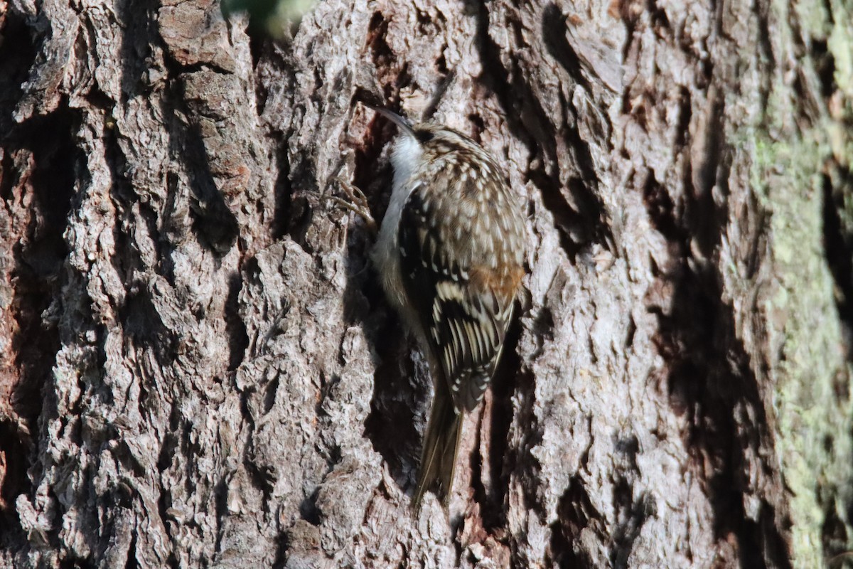 amerikatrekryper - ML647094583