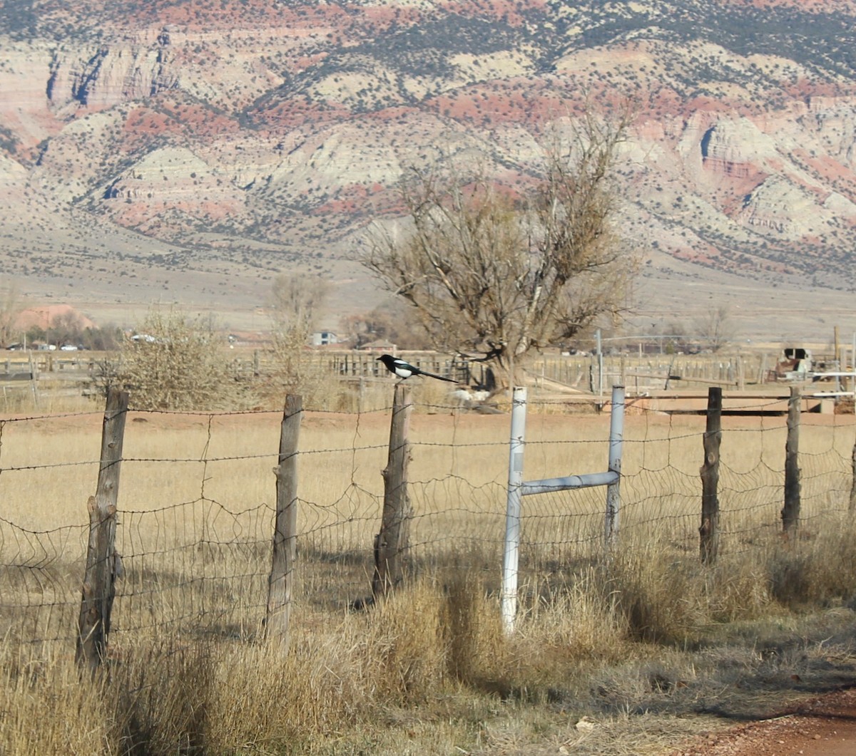 straka americká - ML647094593