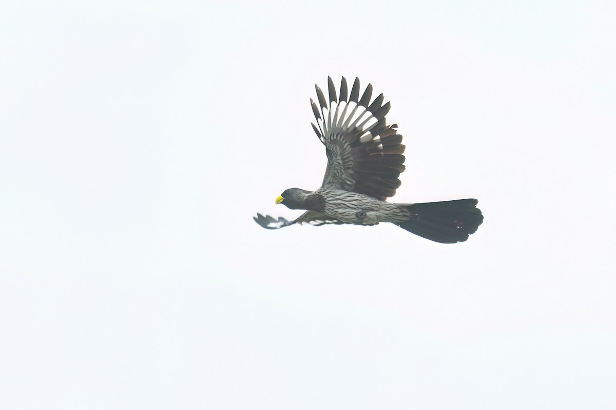 Western Plantain-eater - ML647094594