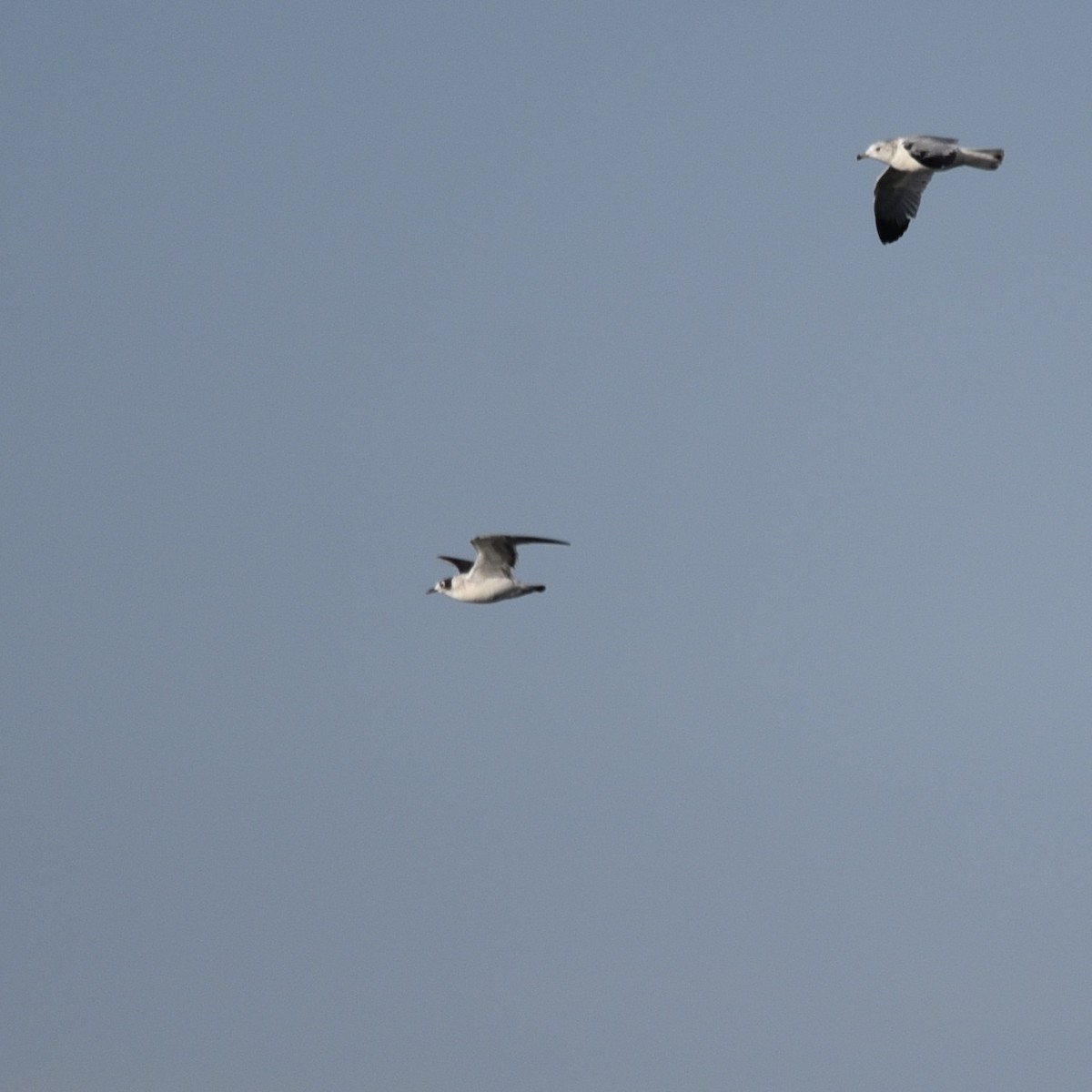 שחף אפור-זנב - ML647094609