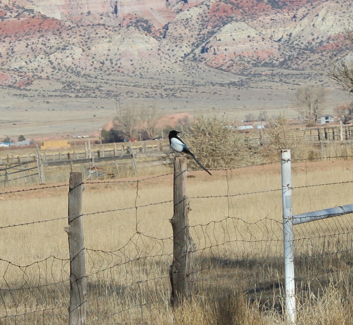 straka americká - ML647094613