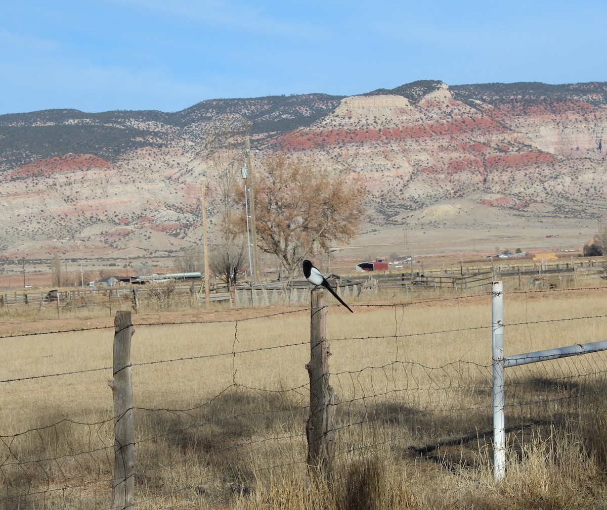 straka americká - ML647094615