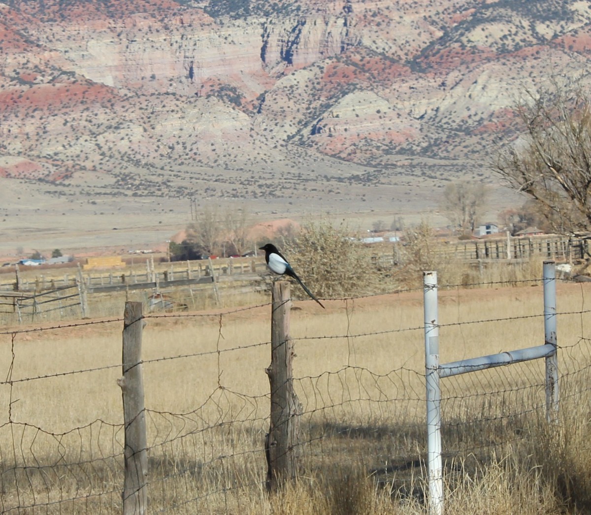 straka americká - ML647094616