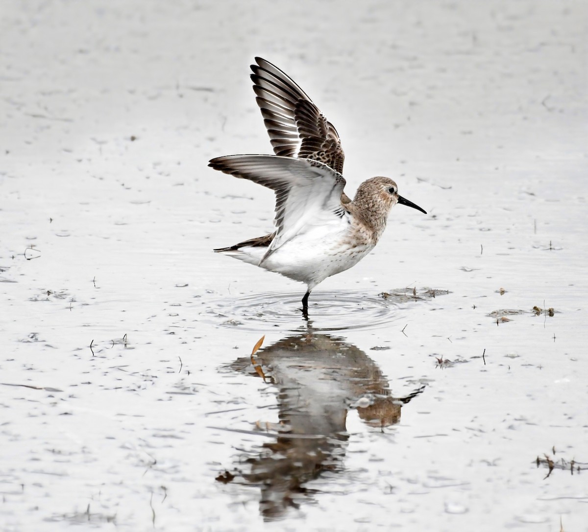 jespák obecný - ML647094621