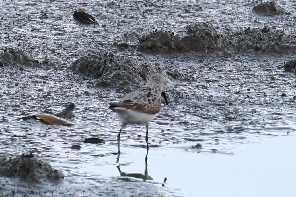 Побережник аляскинський - ML647094632