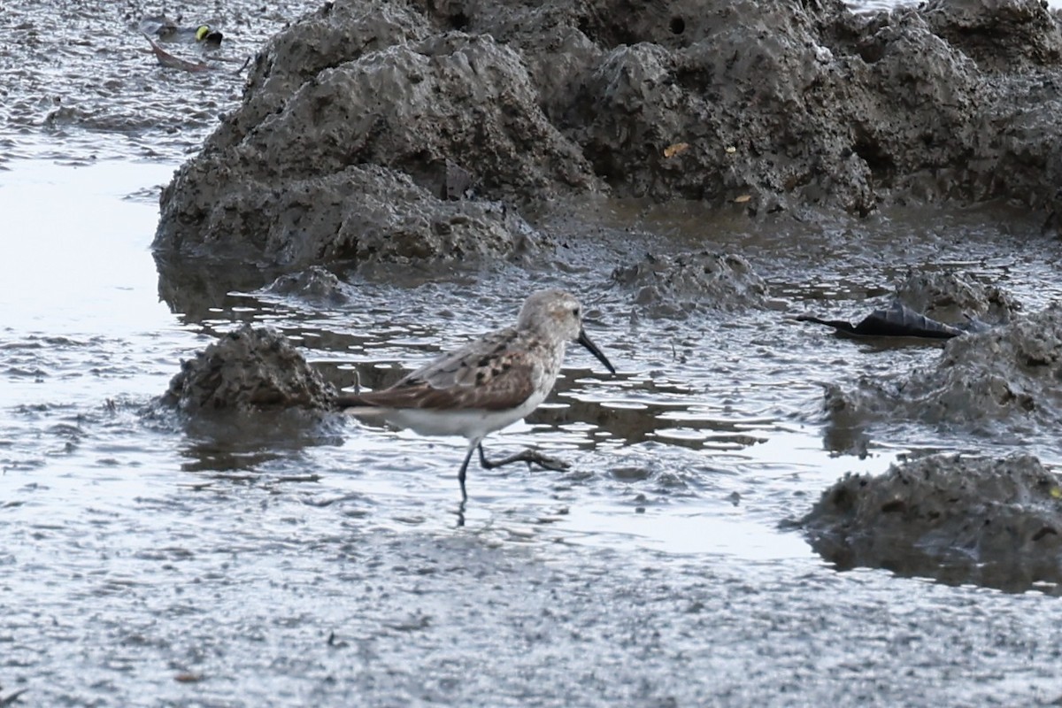 Побережник аляскинський - ML647094633