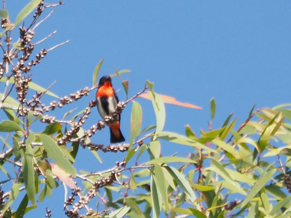 Mistletoebird - ML647094636