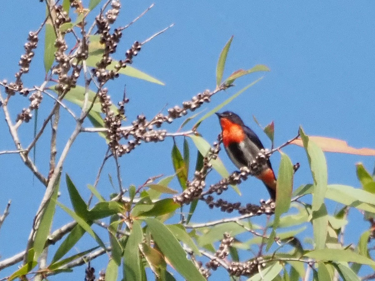 Mistletoebird - ML647094637