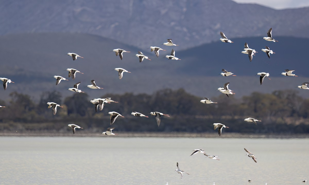 beltestylteløper - ML647094640