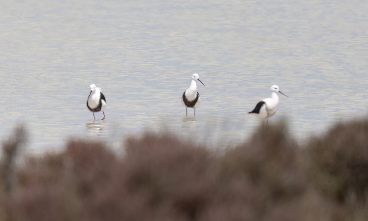 beltestylteløper - ML647094641